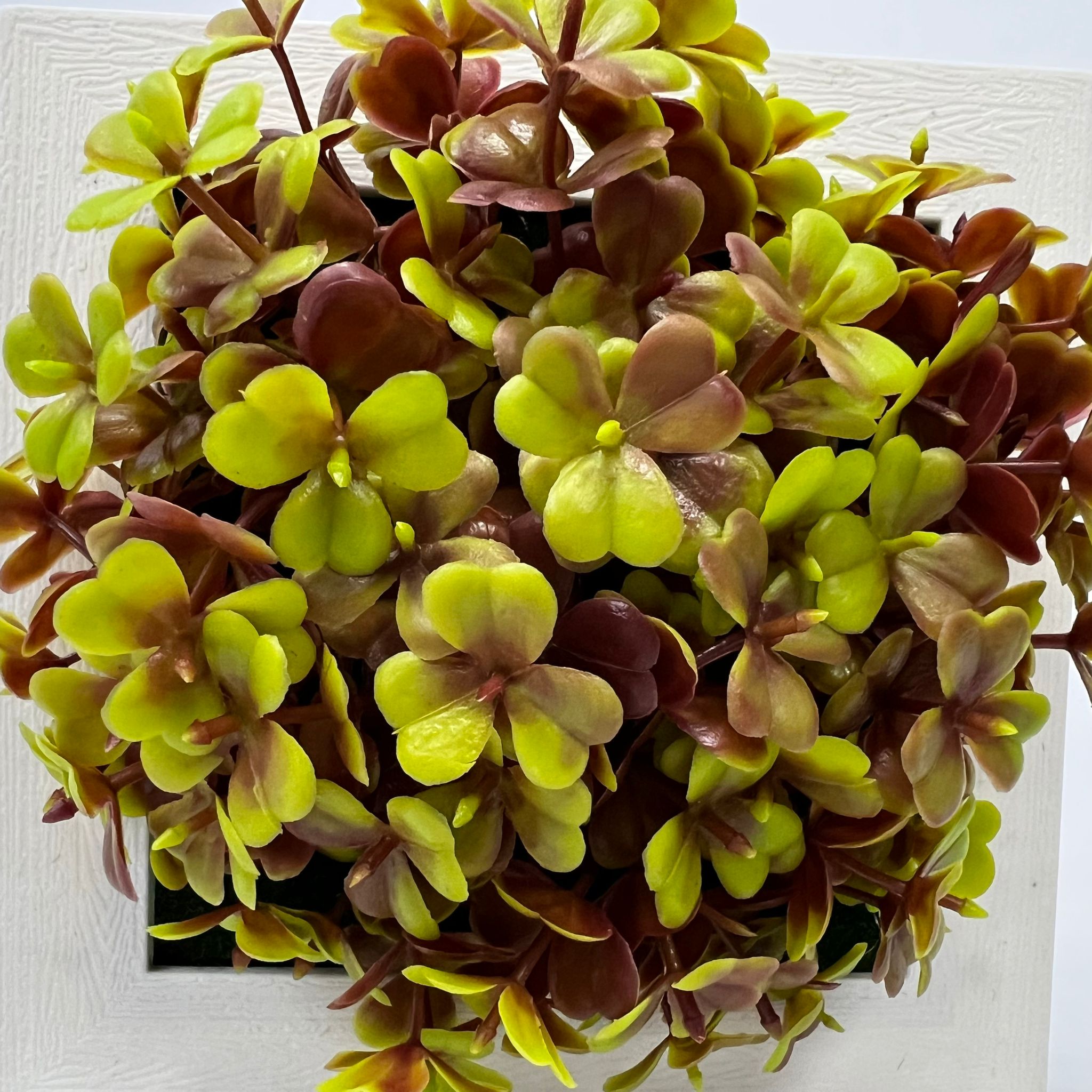 Plant Artificial Succulent in a picture frame, home decor, office Aplant756