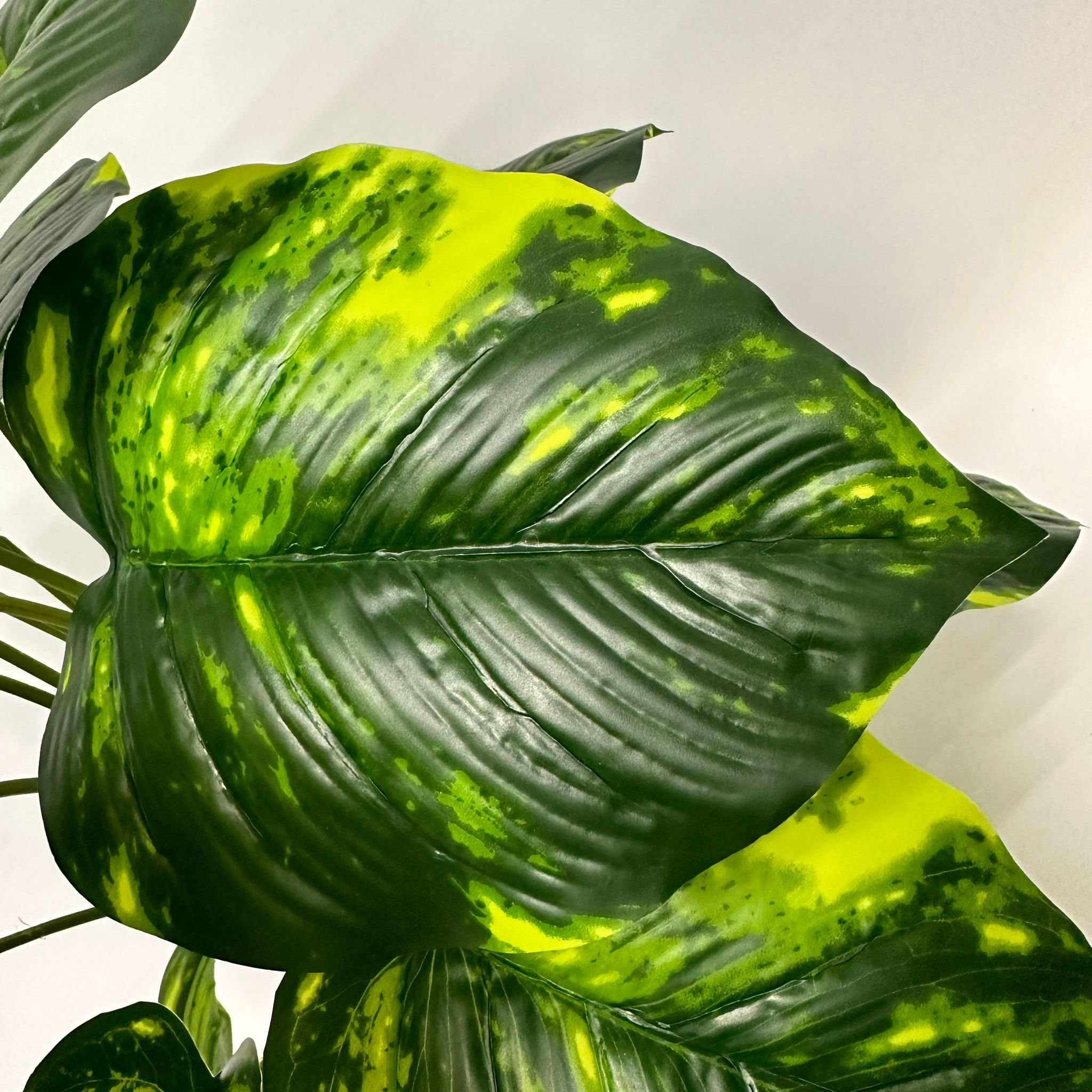 Aplant871 raw 5 Copy