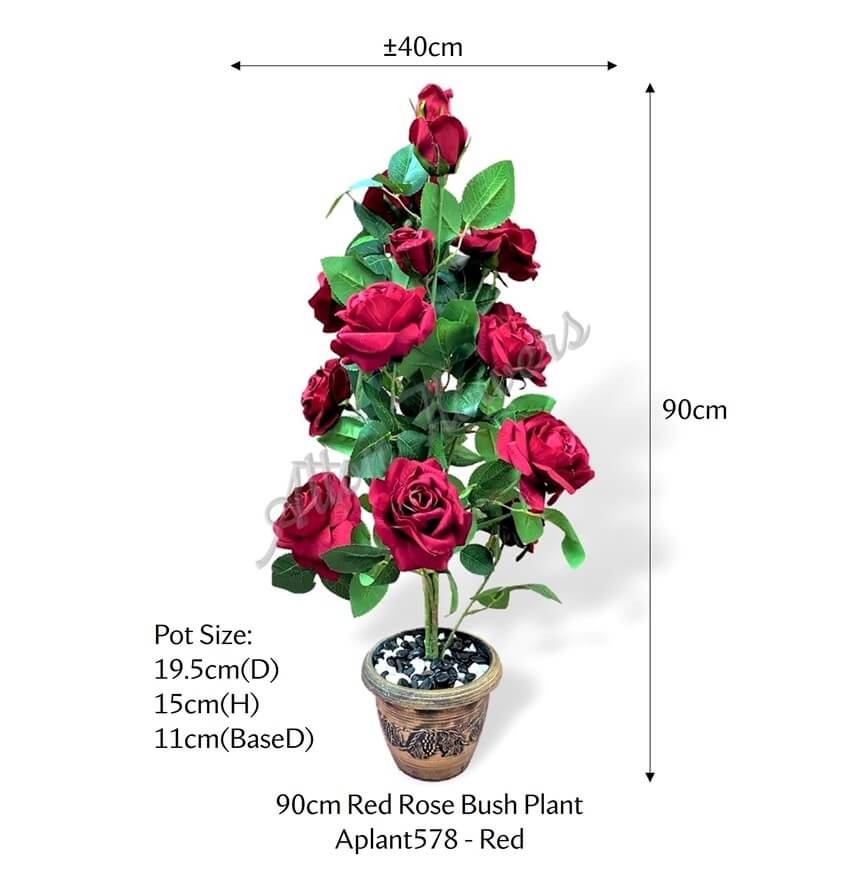 Red velvet rose bush plant in a pot, 90cm tall, by Alton Flowers, with lush, soft velvet-textured roses and green foliage.