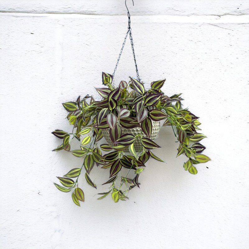 Hanging Plant with Plastic Pot, home decor, garden, events, balcony Aplant975