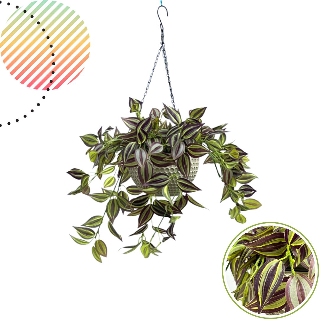 Hanging Plant with Plastic Pot, home decor, garden, events, balcony Aplant975