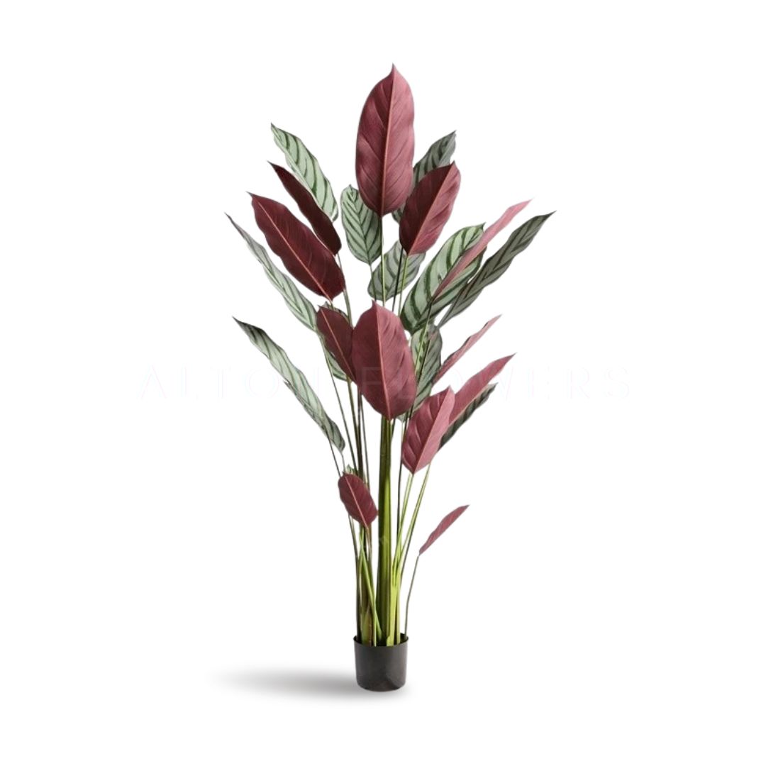180cm NEW VARIETY Artificial Calathea Setosa Plant, Artificial, Home Decor, Events, Garden Aplant985