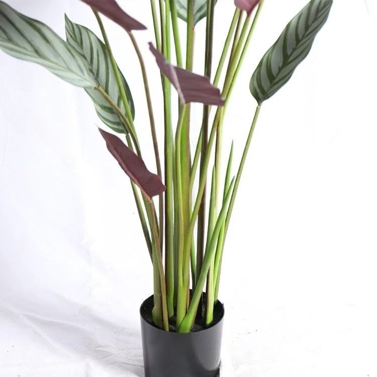 220cm NEW VARIETY Artificial Calathea Setosa Plant, Artificial, Home Decor, Events, Garden Aplant985