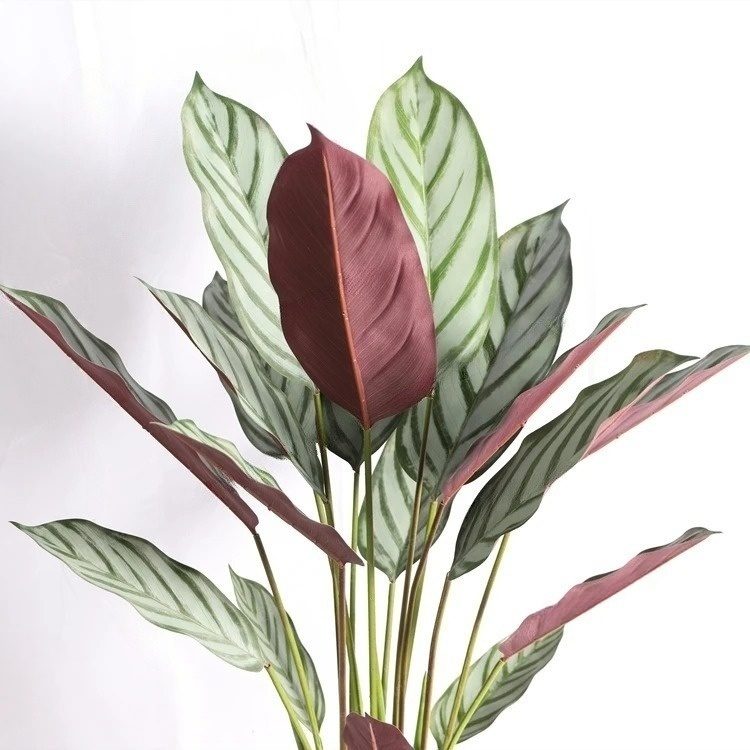 220cm NEW VARIETY Artificial Calathea Setosa Plant, Artificial, Home Decor, Events, Garden Aplant985