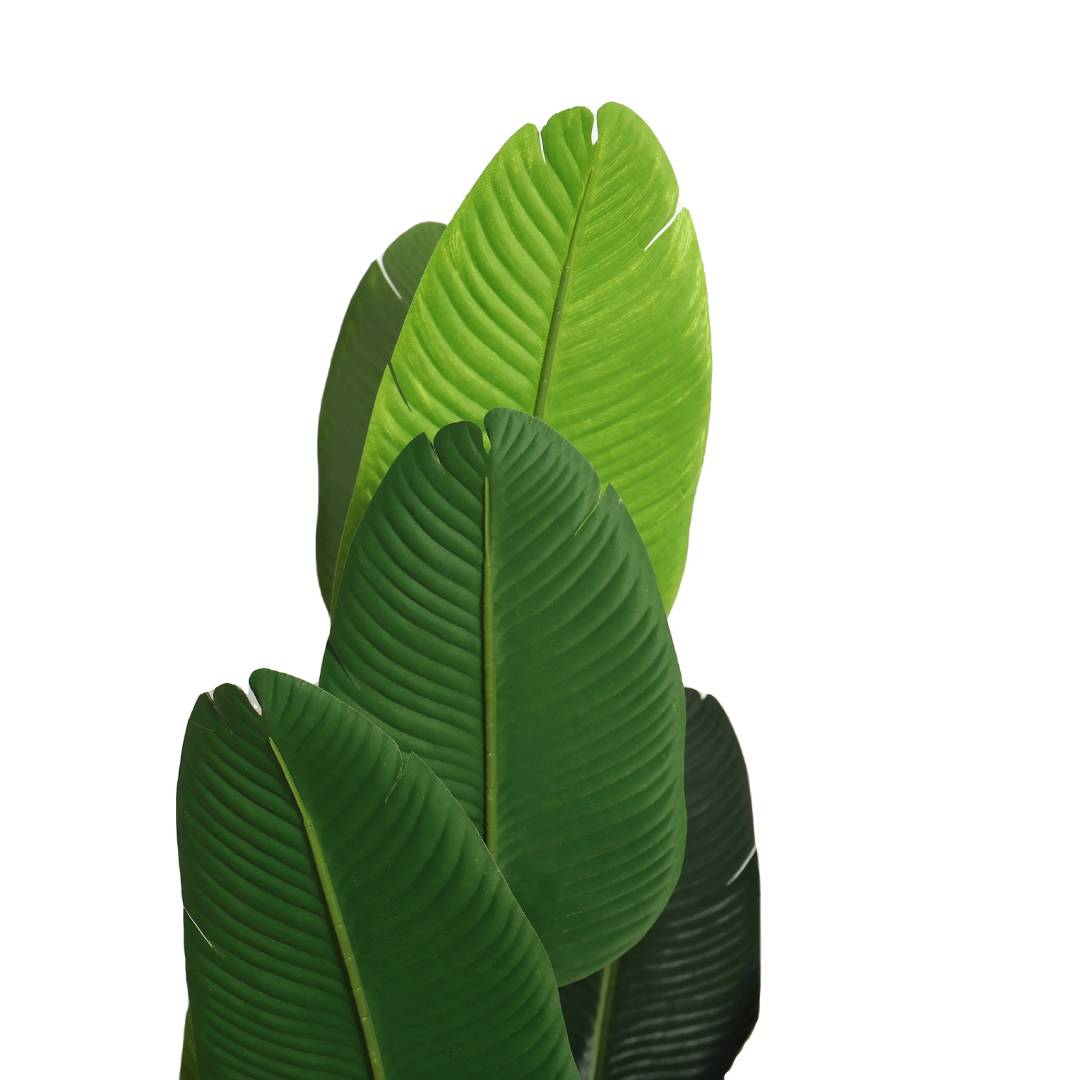 175cm Banana Plant with 16 Leaves Aplant987