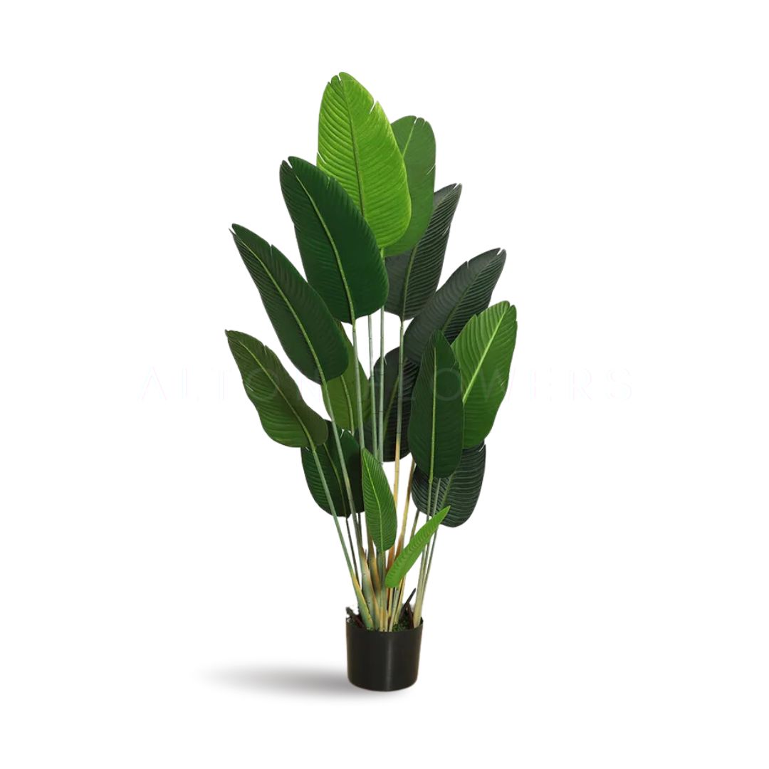 175cm Banana Plant with 16 Leaves Aplant987