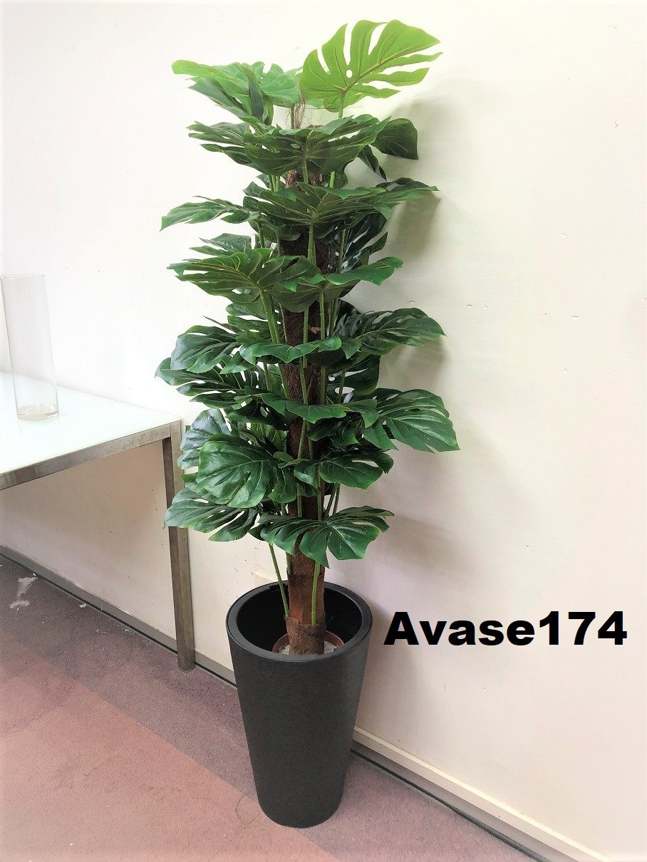 Avase174 5 4