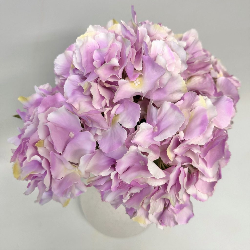 Hydrangea Bush x 5 flowers head per bush Afaux103