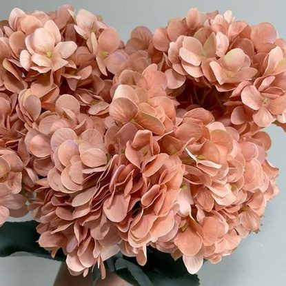 Hydrangea Bush x 5 flowers head per bush Afaux103