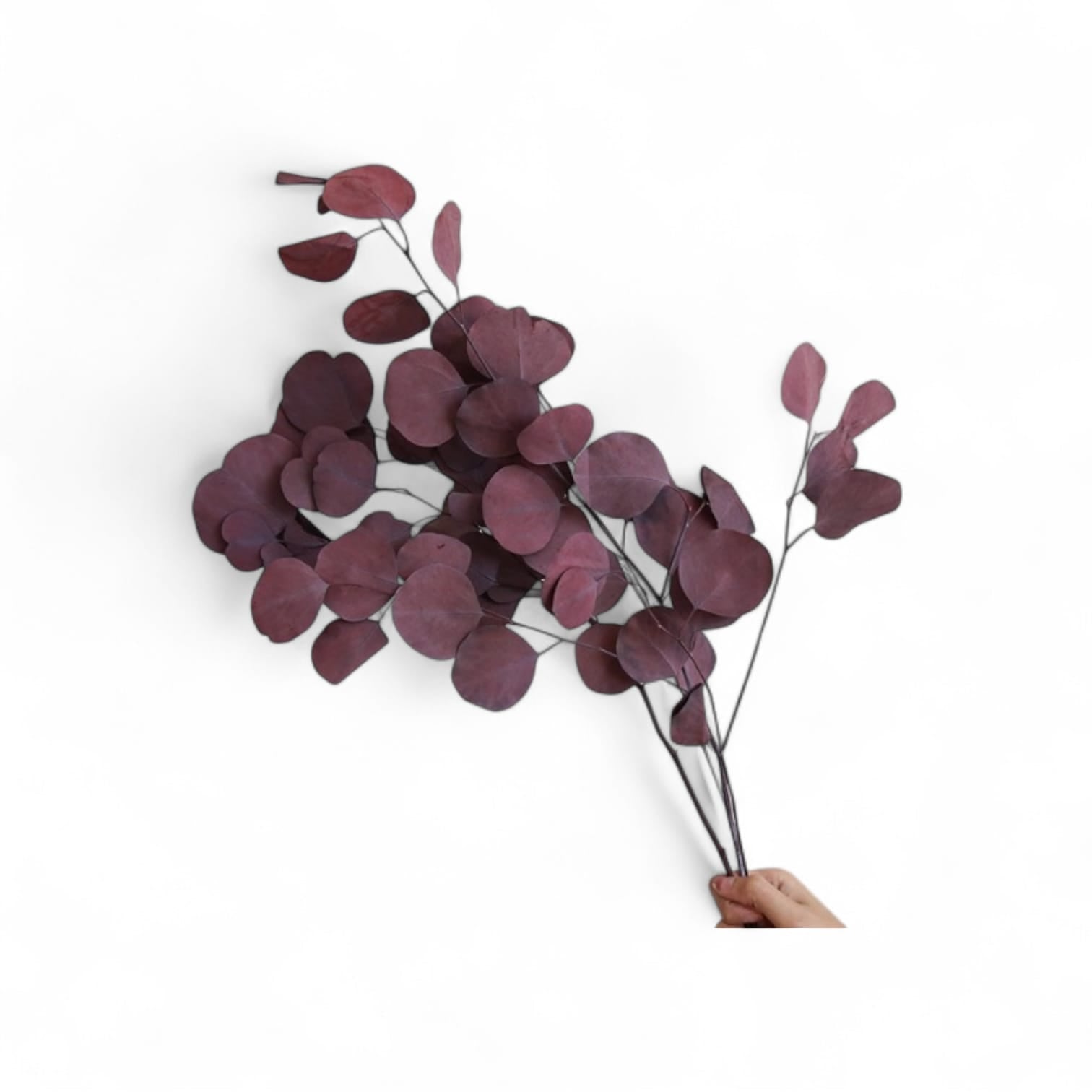 Deep burgundy preserved round leaf eucalyptus stems, bundled for home decor or floral arrangements.