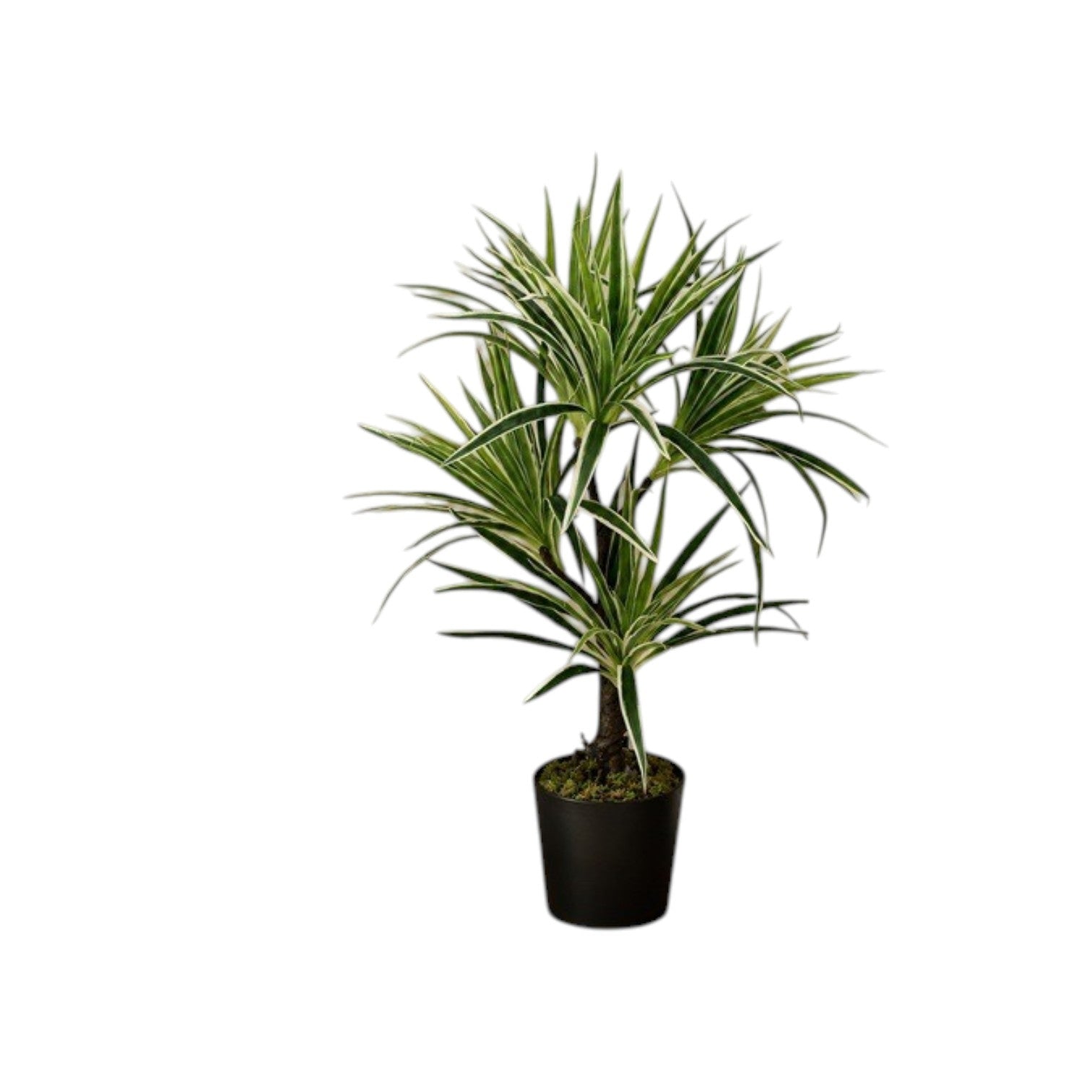 70cm Artificial White Spider in Black Pot