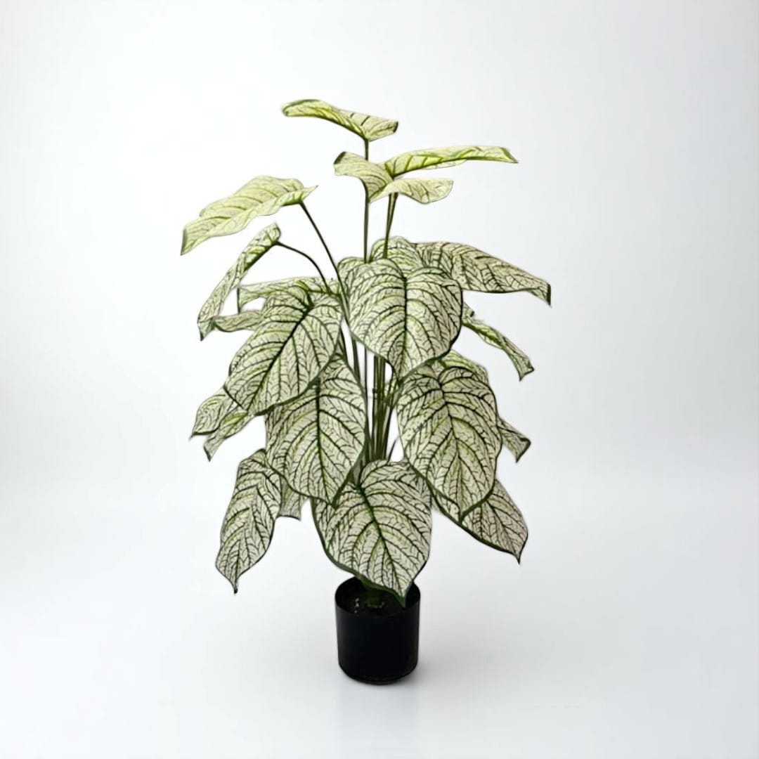 Potted plant with green leaves on a white background