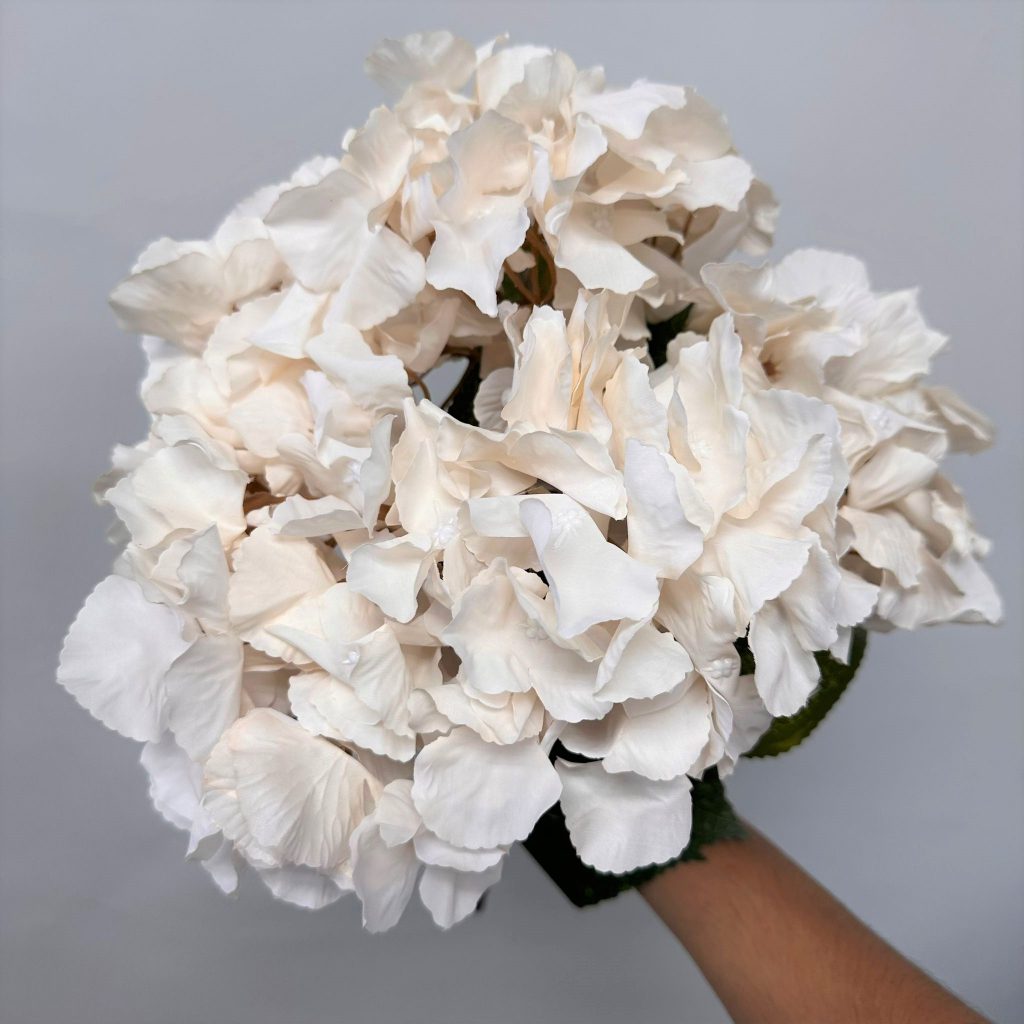 Hydrangea Bush x 5 flowers head per bush Afaux103