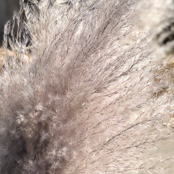 Pampas Grass Jumbo Naturally Dried Fluffy Grass for Home Decoration Aplant383