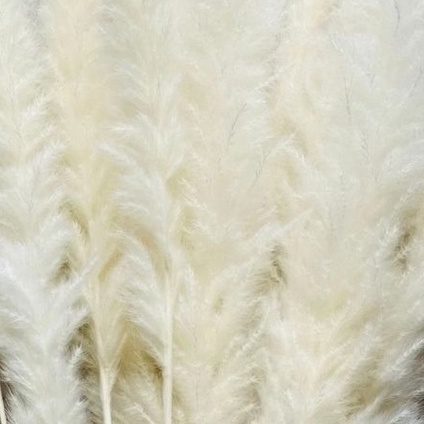 (Mini) Naturally Dried Pampas Grass 70cm Home Decoration Flower Arrangement Reed Bouquet Birthday Gift Aplnt648