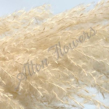 Pampas Grass Jumbo Naturally Dried Fluffy Grass for Home Decoration Aplant383