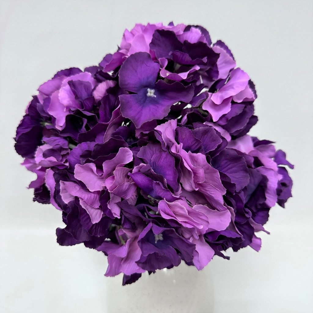 Hydrangea Bush x 5 flowers head per bush Afaux103