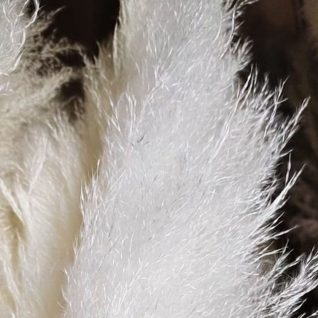 Pampas Grass Jumbo Naturally Dried Fluffy Grass for Home Decoration Aplant383