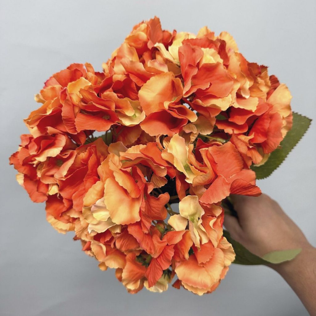 Hydrangea Bush x 5 flowers head per bush Afaux103