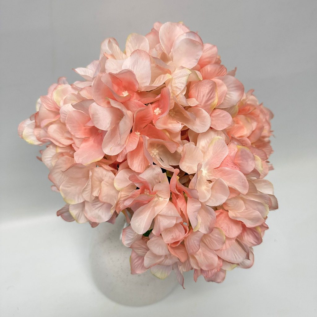 Hydrangea Bush x 5 flowers head per bush Afaux103