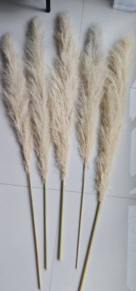 Pampas Grass Jumbo Naturally Dried Fluffy Grass for Home Decoration Aplant383 photo review