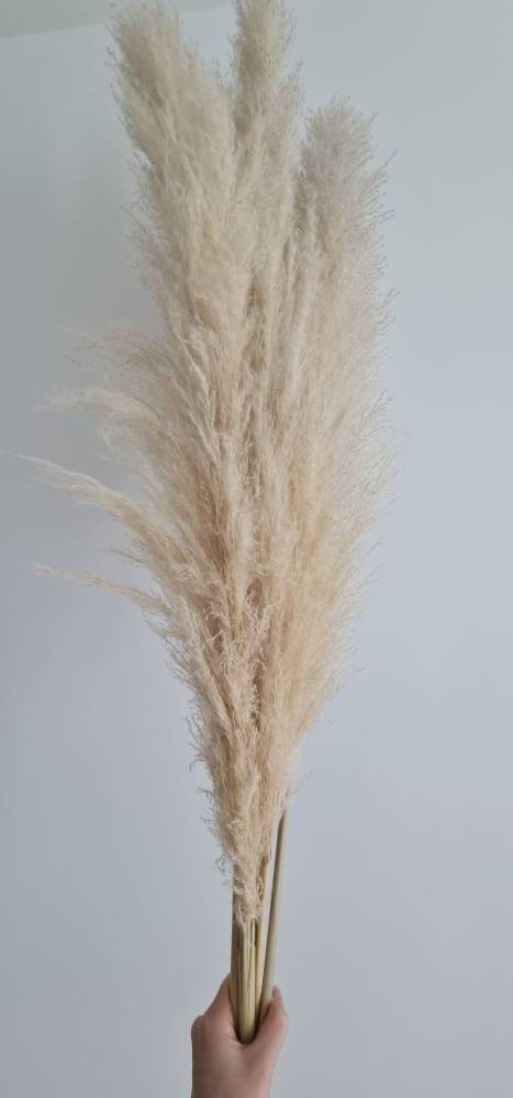 Pampas Grass Jumbo Naturally Dried Fluffy Grass for Home Decoration Aplant383 photo review